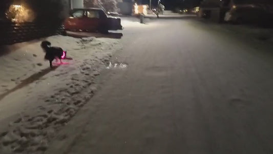 Svart hund med rosa GlowGuard LED-halsband på snöig gata en vinterkväll